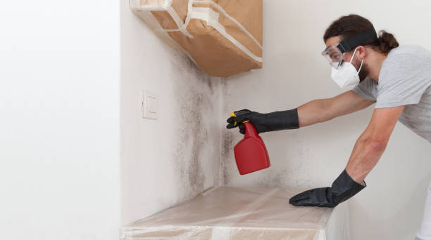 Professional Basement Mold Remediation technician working in Georgetown, KY
