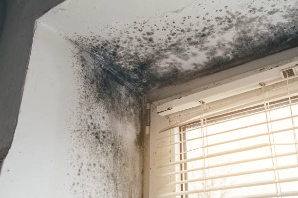 Affordable Basement Mold Remediation solutions in Georgetown, KY