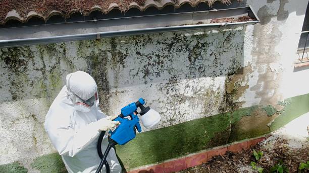 Top rated local Basement Mold Remediation specialists in Georgetown, KY